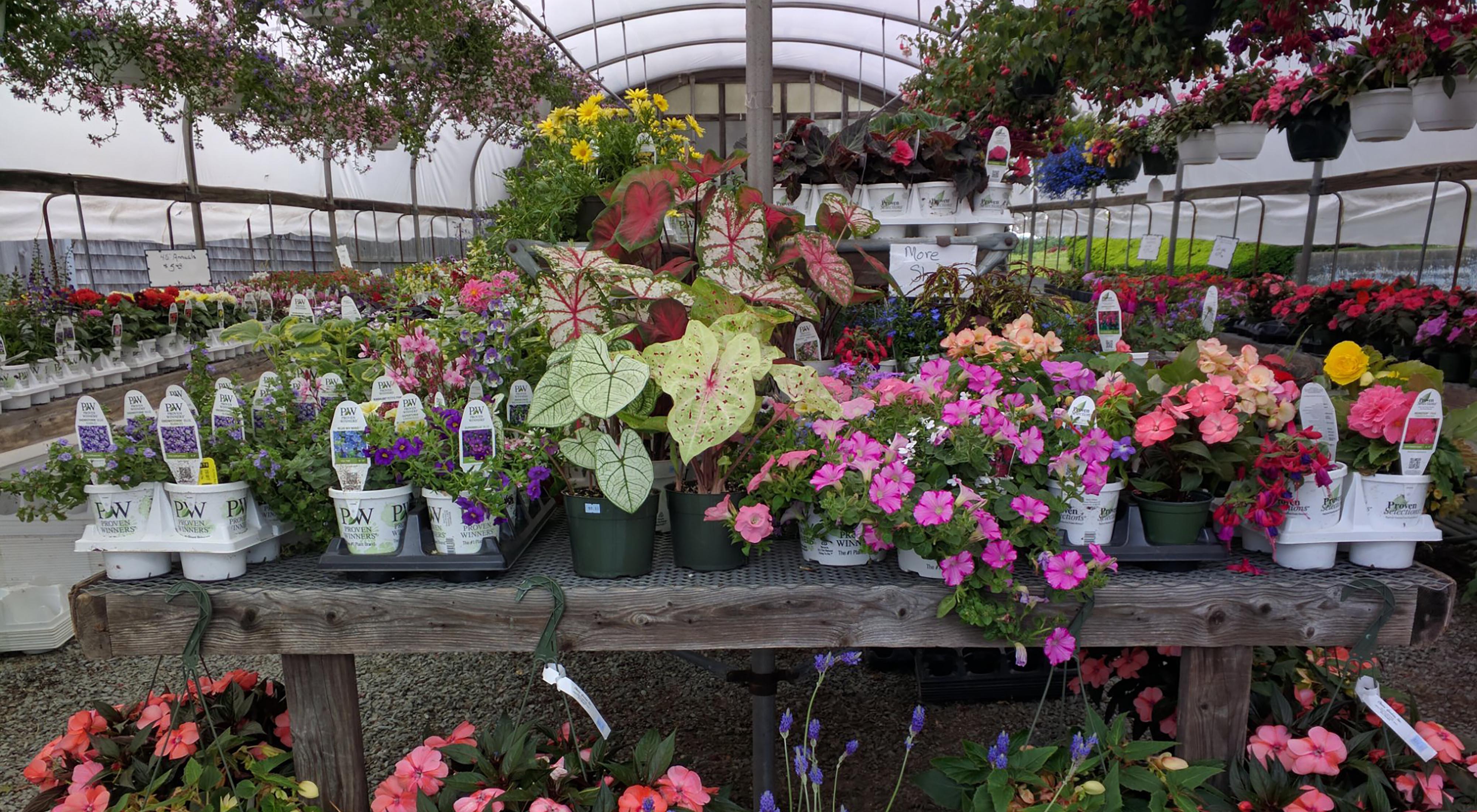 plants inside of a greenhouse