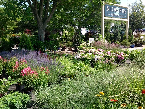 Nursery entrance with a variety of plants (from another angle)